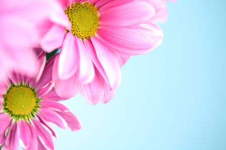 pink chrysanthemum macro close upの写真素材