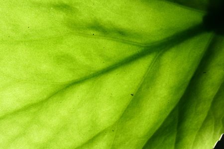 green leaf vein macro close up