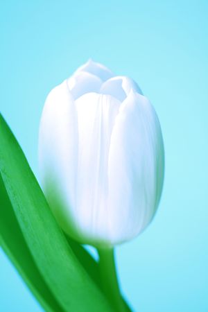 white tulip isolated on blueの写真素材