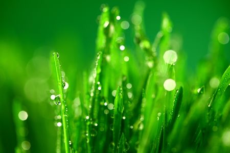 water drops on grass blade nature backgroundの写真素材