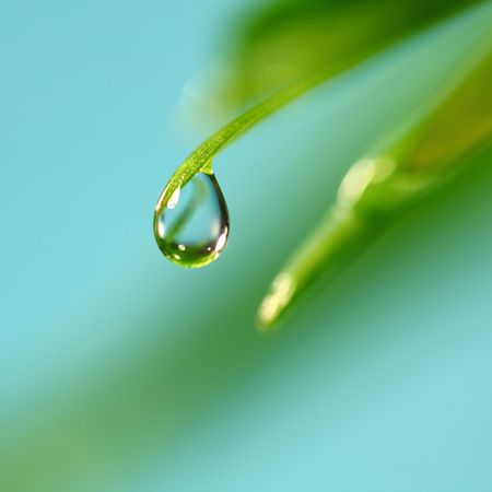 big water drop on grass blade