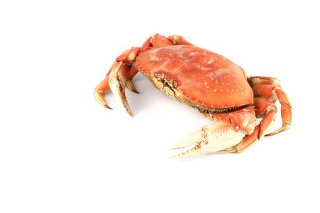 dungeness crab isolated on whiteの写真素材