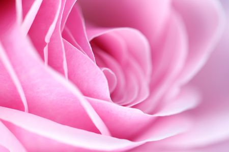 pink rose macro close upの写真素材