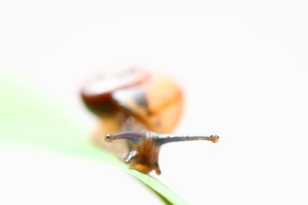 little shell on grass isolated on whiteの写真素材
