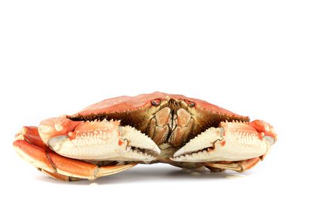 dungeness crab isolated on whiteの写真素材