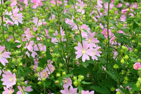 pink spring flowers in green field