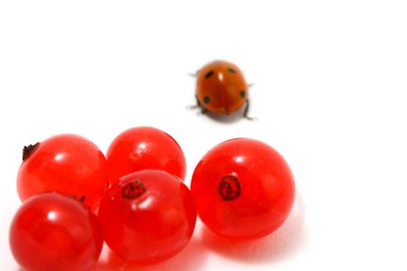 ladybug gourmet currant on whiteの写真素材