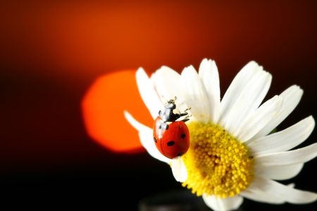 sunrise ladybug macro close upの写真素材