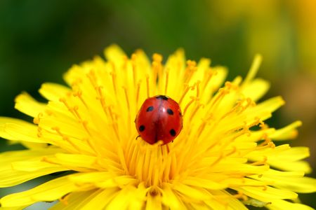 red colorful ladybug on yellow dandelionの写真素材