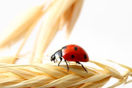 ladybug on wheat isolated white backgroundの写真素材