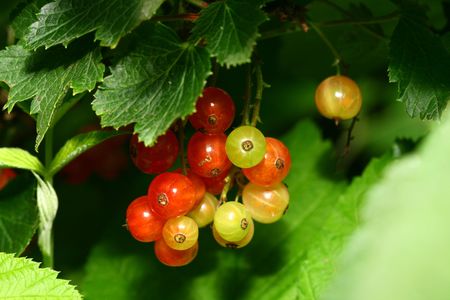 red currant and green leaf isolated on white background