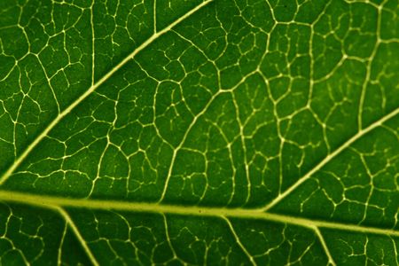 green leaf structure macro close up