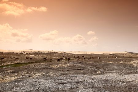goats in desert try find foodの写真素材