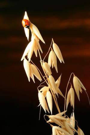 sunrise red ladybug on wheatの写真素材