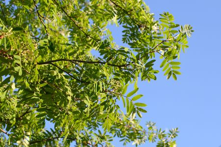 green leaves nature foliage backgroundの写真素材