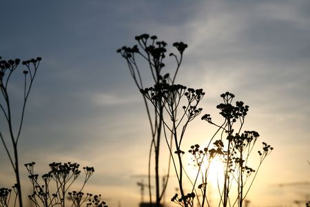  beautiful sunset with grass backgroundの写真素材