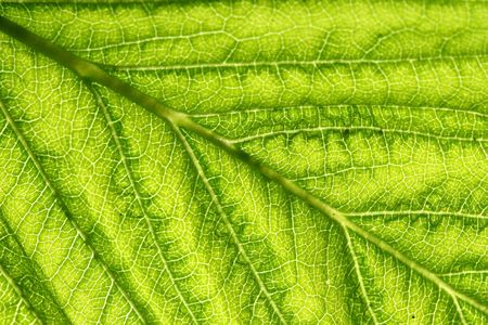 green leaf vein macro close up