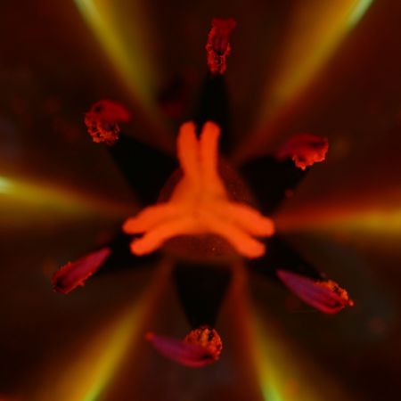 spring flower macro close upの写真素材