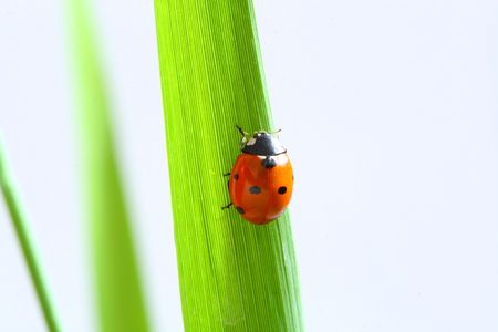 ladybug on grass isolated on white