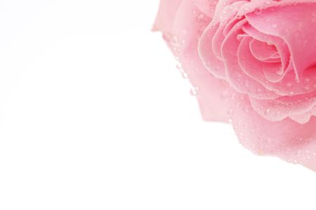 pink rose macro close upの写真素材