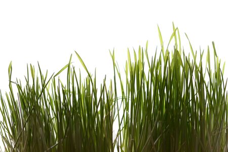 isolated green grass on white backgroundの写真素材