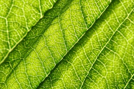 green leaf vein macro close upの写真素材
