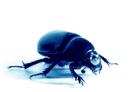 isolated bug on white backgroundの写真素材