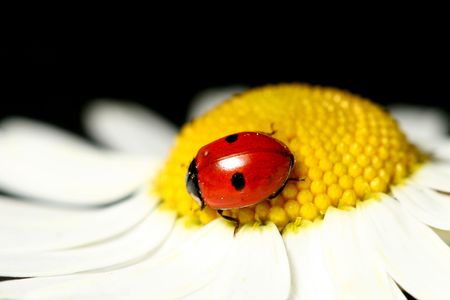 ladybug on white camomile summer backgroundの写真素材