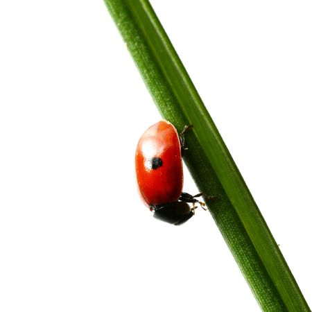 summer red  ladybug on grassの写真素材