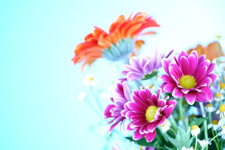 colourful summer flowers close upの写真素材