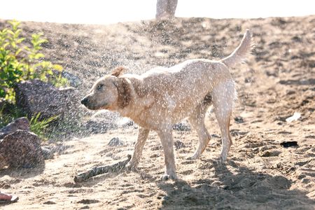 happy dog play on the groundの写真素材