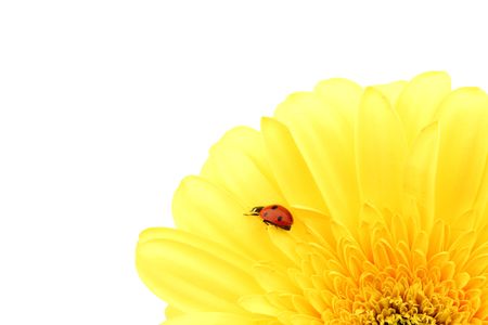 ladybug on yellow flower isolated on white backgroundの写真素材