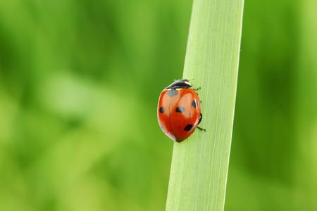 ladybug on grass green on background
