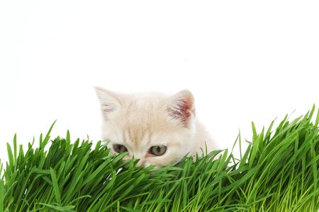 cat behind grass isolated on white backgroundの写真素材