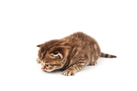 cat isolated on white backgroundの写真素材