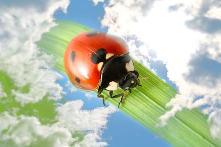 red ladybug on green grass isolatedの写真素材