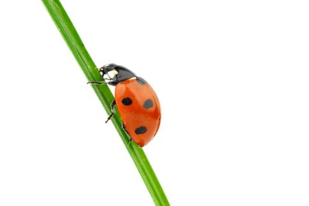 ladybug on grass isolated macroの写真素材