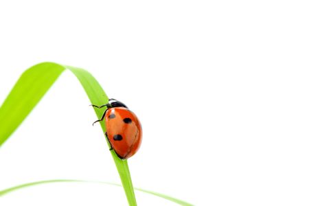 ladybug on grass isolated macroの写真素材
