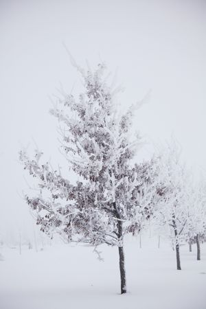 winter trees on snow white backgroundの写真素材