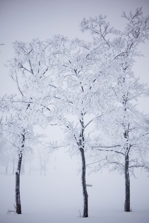 winter trees on snow white backgroundの写真素材