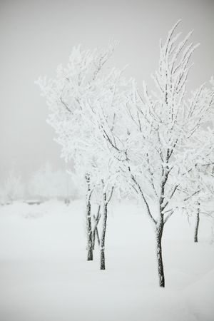 winter trees on snow white backgroundの写真素材