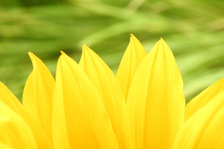 yellow sunflower macro close upの写真素材