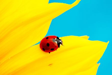 ladybug on sunflower blue backgroundの写真素材