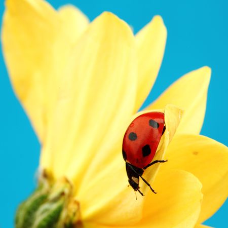 ladybug on sunflower blue backgroundの写真素材