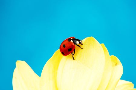 ladybug on sunflower blue backgroundの写真素材