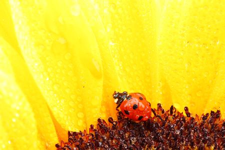ladybug on sunflower isolated white backgroundの写真素材
