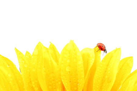 ladybug on sunflower isolated white backgroundの写真素材