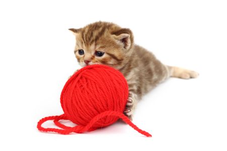 cat and red wool ball isolated on whiteの写真素材
