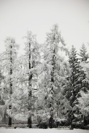  winter trees on snow white backgroundの写真素材