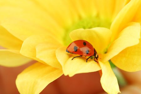 ladybug on yellow flower grass on backgroundの写真素材